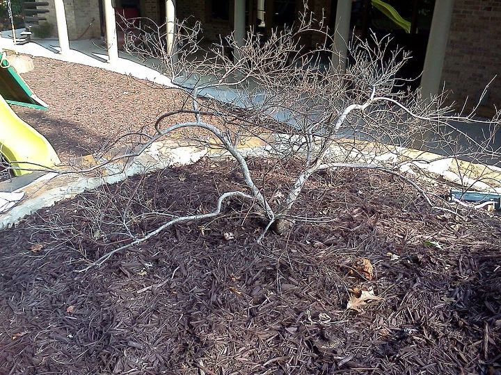 japanese maple leaves were off before this tree was planted put in the ground, gardening, taken this week Japanese Maple