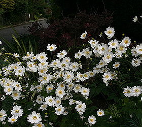 fall flower of the day japanese anemone anemone x hybrida honorine jobert is in, flowers, gardening, Japanese Anemone in early October