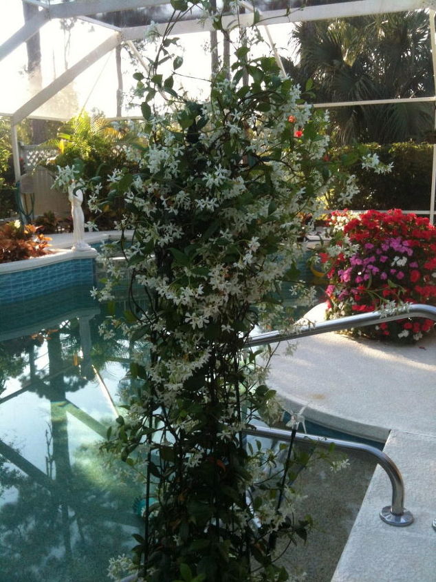 my little bit of paradise in florida, decks, flowers, outdoor living, My beautiful jasmine The smell is amazing