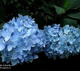 garden divas, flowers, gardening, hydrangea, hydrangea macrophylla Nantucket Blue