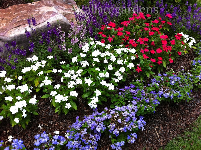 patriotic plants for a fourth of july party patriotic urbanliving, container gardening, flowers, gardening, patriotic decor ideas, seasonal holiday d cor, This flowerbed was created with red and white vinca and some blue ageratum for a 4th of July party
