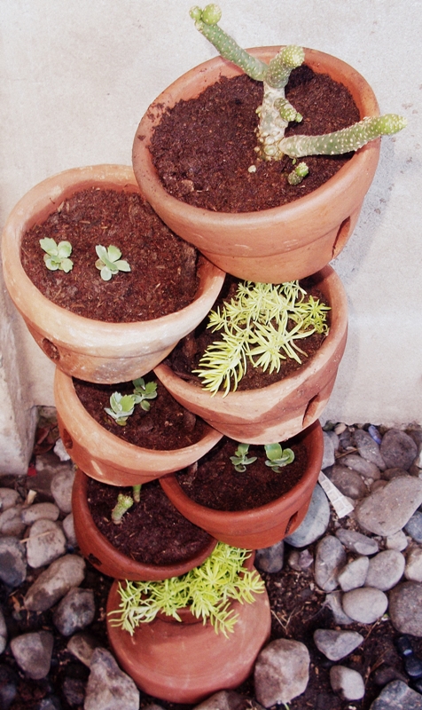 diy terra cotta pot collage, gardening, succulents, space saver and easy to do
