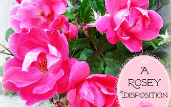 Jardinería de fácil cuidado con rosas Knockout!