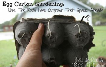 Egg Carton Gardening: Uhh, The Roots Have Already Outgrown Their Space