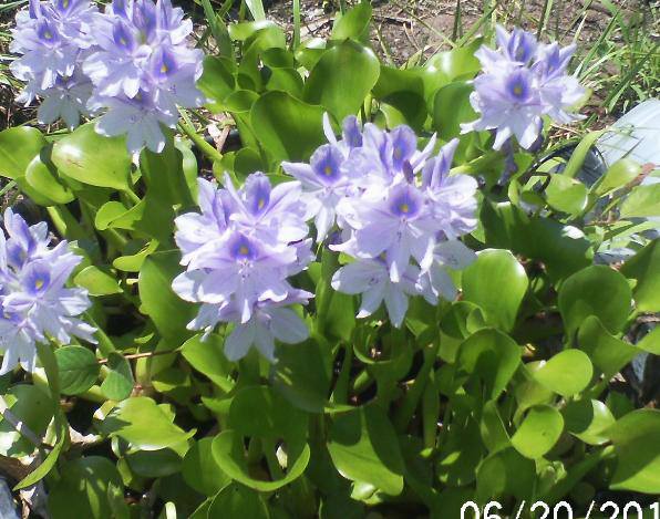 just some of the flowers in our yard, flowers, gardening, Water hyacinth