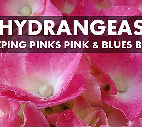 how to keep hydrangeas in the pink or blue, flowers, gardening, hydrangea
