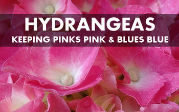 How to Keep Hydrangeas in the Pink (or Blue!)