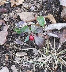 q plant id please, gardening