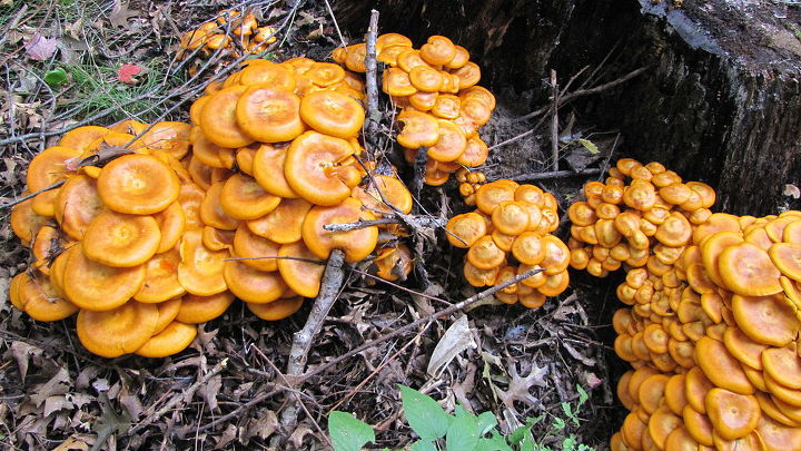q help me identify these mushrooms, gardening