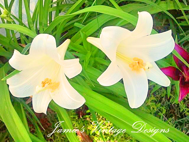 my lilies 2013 asiatic oriental and daylilies zone 5 6, flowers, gardening, White Asiatic Easter Lily Lilium longiforum
