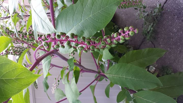 is this a plant or a weed, gardening