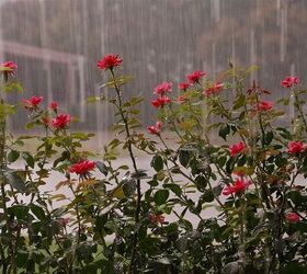 rain rain rain beautiful rain, gardening, Two downpours in less than a week in July is AMAZING