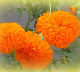 marigolds in my gaden, gardening