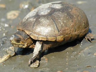 stepping stone not, pets animals, Eastern Mud Turtle Kinosternon subrubrum Eastern Mud Turtle is a small turtle species that live in North America They can reach up to 54 inches in shell length Found in shallow water they require low water