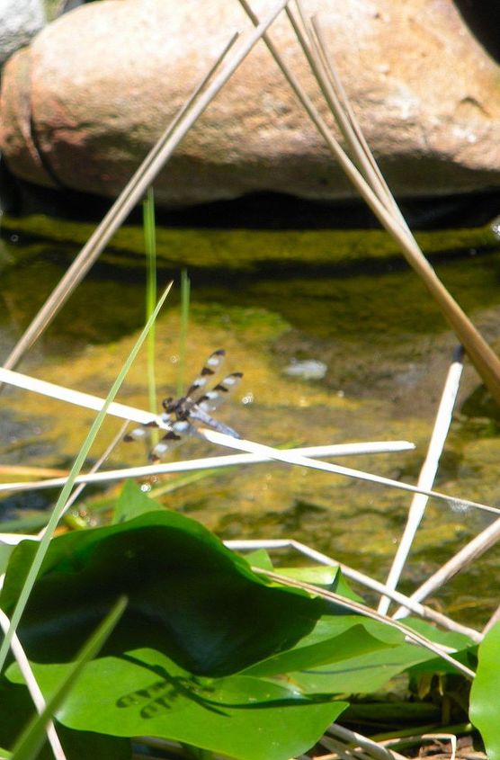 garden photos, gardening, pond dragonfly