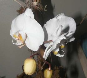 the simplest orchid care ever from the orchid whisper, gardening
