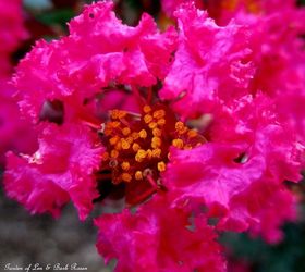 morning coffee on the front porch, container gardening, flowers, gardening, outdoor living, Crepe Myrtle Blooms add a pop of color in the summer garden