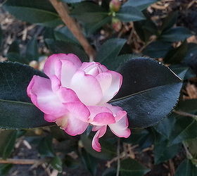 leslie ann camellia the new addition to my garden, flowers, gardening