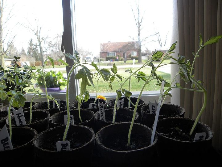 mudas de tomate perdendo folhas, Os tomates parecem bem nus