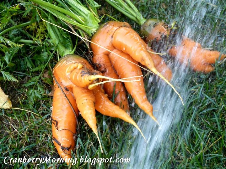 how to store carrots for the winter, gardening, Probably 85 of our carrots looked like this Why