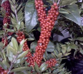 ggia wintergreen tradeshow, gardening, Are these berries just crazy