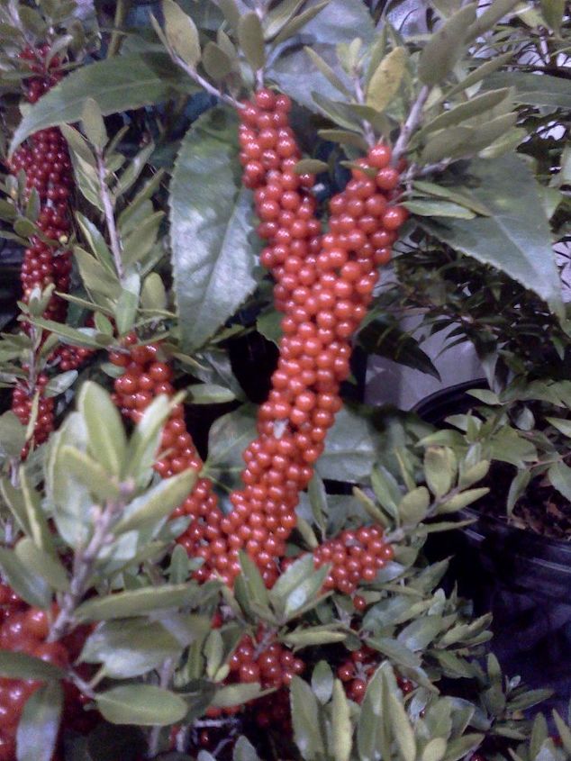 ggia wintergreen tradeshow, gardening, Are these berries just crazy