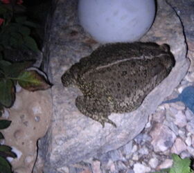 my toads in the amazing desert garden, gardening, pets animals
