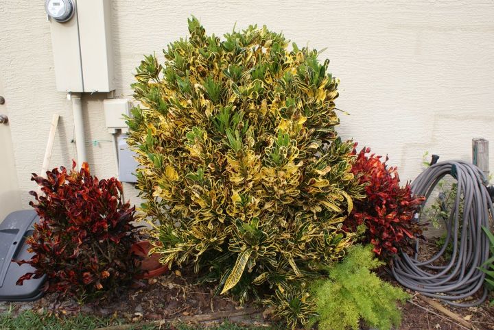 new pictures, gardening, Crotons near the house when mixed create interesting look