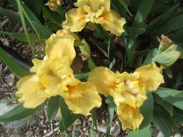 growing dwarf iris, gardening, The German dwarf iris are ideal for the low water garden xeriscape