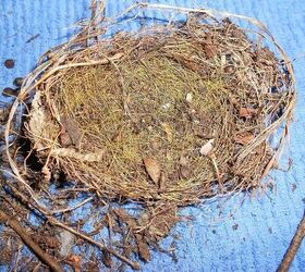does anyone know what kind of bird nests these are, pets animals, Nest was found in sweet autumn clematis vine
