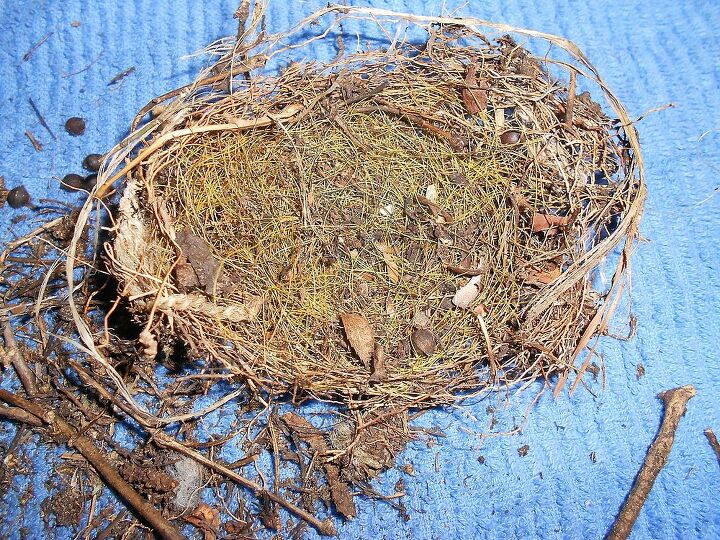 does anyone know what kind of bird nests these are, pets animals, Nest was found in sweet autumn clematis vine