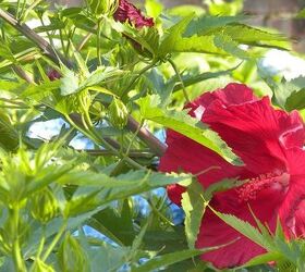 garden blooms june zone 6, container gardening, flowers, gardening, hibiscus, hydrangea, outdoor living, Lord Baltimore Hibiscus