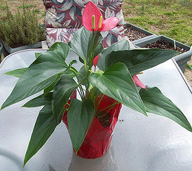 anthurium finally a flowering indoor plant that loves low light, flowers, gardening
