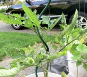 q beef tomato plant, container gardening, gardening, I don t see any bugs
