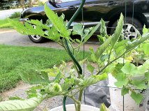 q beef tomato plant, container gardening, gardening, I don t see any bugs