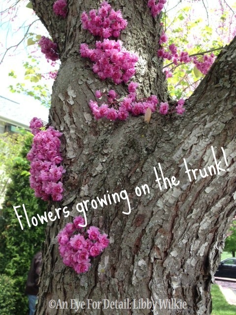 american redbud tree a classic, flowers, gardening