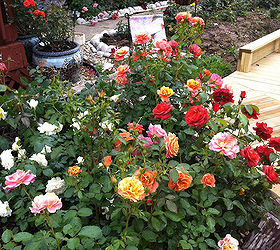 celebrate national rose month are you in or out, flowers, gardening, Spring Rose Garden in Bloom