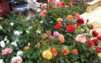  Comemore o Mês Nacional da Rosa | Plante seu próprio jardim de rosas