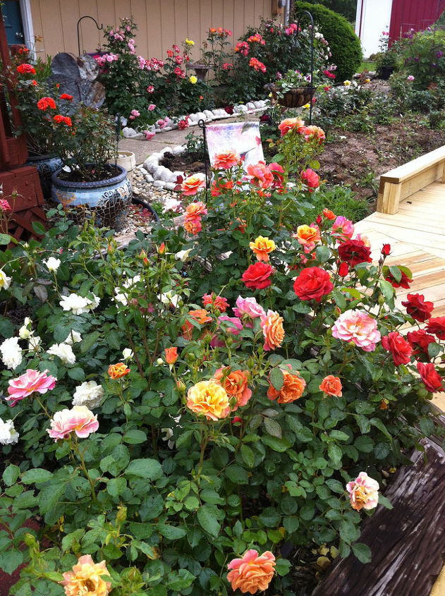celebra el mes nacional de la rosa planta tu propio jardin de rosas, Rosaleda de primavera en flor