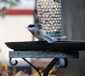 part 4 back story of tllg s rain or shine feeders, outdoor living, pets animals, This image of a chickadee was included in a tribute to Starr Saphir View Two