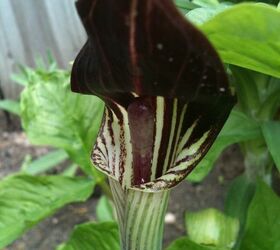 flowers in my gardens, flowers, gardening, I moved these Jack in the pulpits from my grandma s garden after she passed away