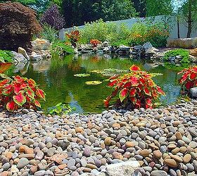 if one pond is good are 2 ponds better, ponds water features, pool designs, spas, This is Caladium it does well in water This pond project won an International award from the Association of Pool and Spa Professionals APSP Silver medal for waterfeatures