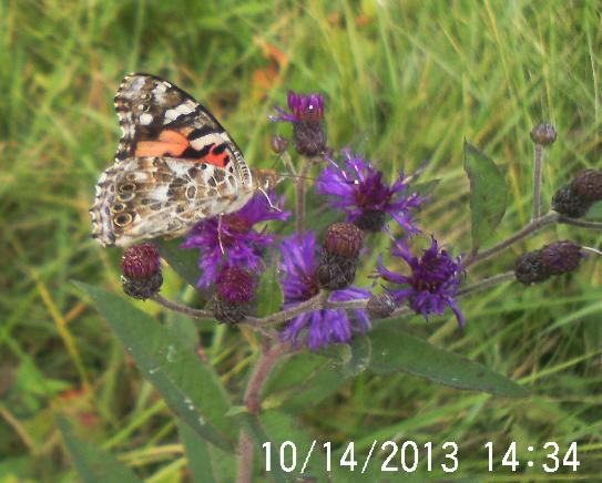 enjoying the beauty while i can, gardening, pets animals, Painted lady on Ironweed