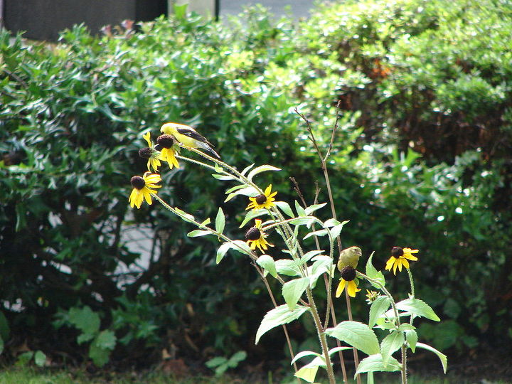 the black eyed susan rudbeckia hirta, flowers, gardening