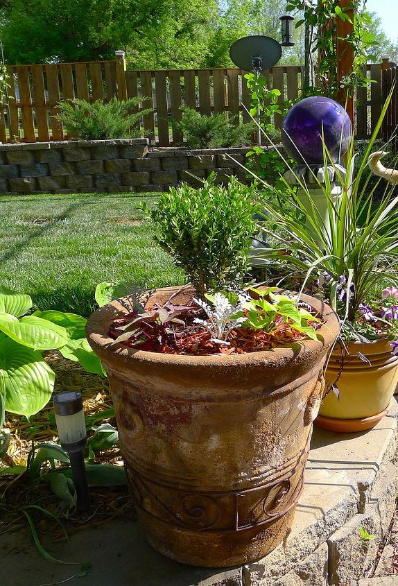 beginning to look like spring, Just another view of one of two thrifted planters my husband dreams of huge ceramic planters and I dream of affording them