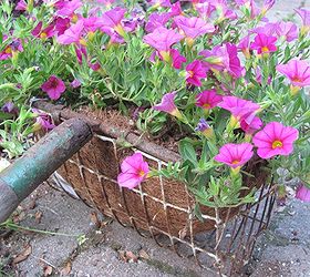 a clam rake and other quirky garden containers, container gardening, flowers, gardening, repurposing upcycling, I put coco lining in it and plopped a whole hanging basket plant in there