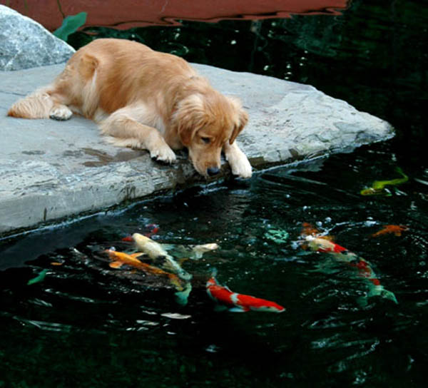 dogs love ponds, outdoor living, pets animals, ponds water features, Friendly fish provide hours of amusement