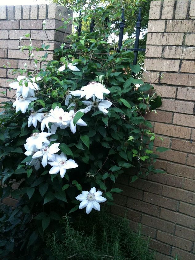 clemantis invernada para un hermoso crecimiento primaveral, Junio 2012
