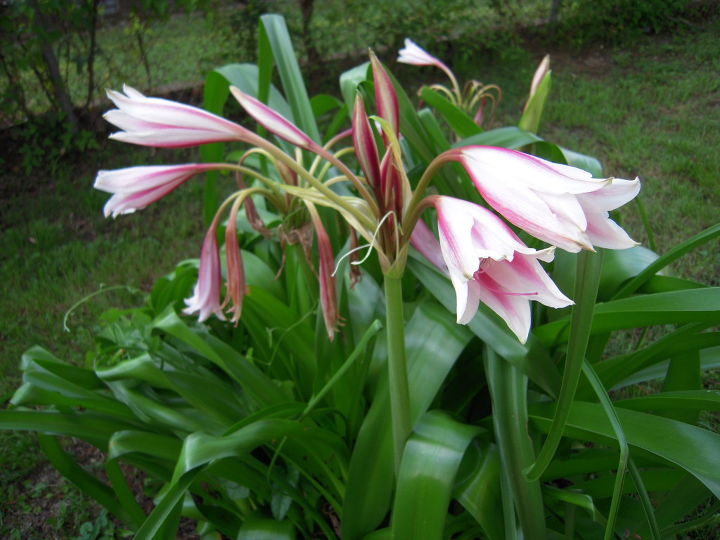 cmo se llama esta flor