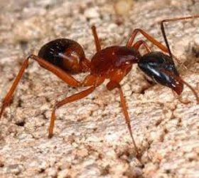 fire ants, electrical, pest control, Fire Ant
